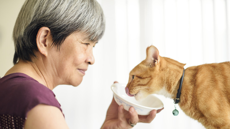 An older woman hand feeds her orange cat