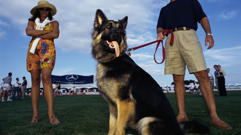 A couple at an event show off their German shepherd