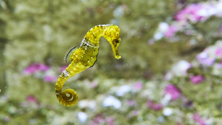 A yellow seahorse floats through greenery