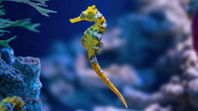 A tiny yellow seahorse swims by some coral