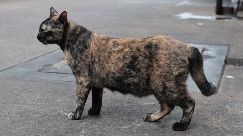 Pregnant tortoiseshell cat