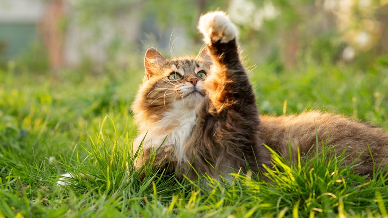 Cat playing in grass