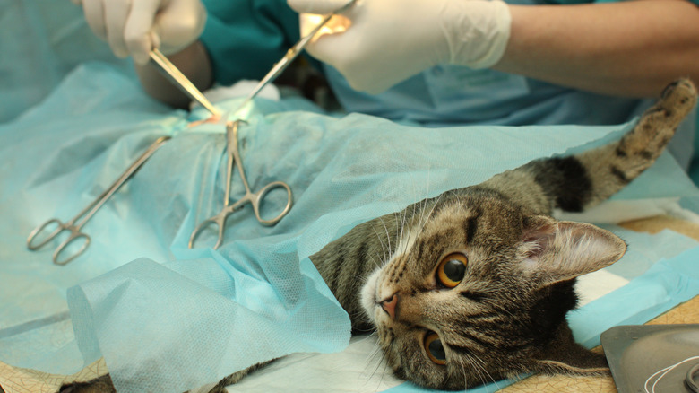 Cat being spayed