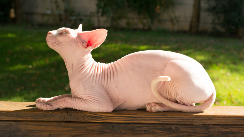 Sphnyx cat sitting on a sunny porch