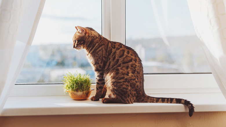 Cat sitting in a sunny window