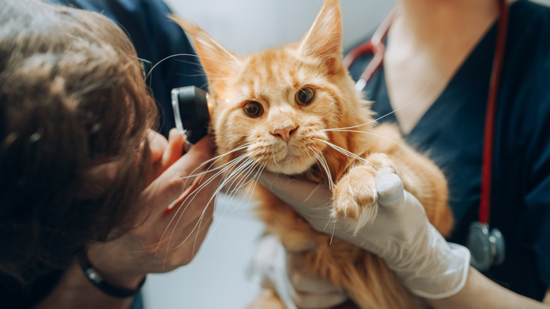 A vet examining a cat's ear