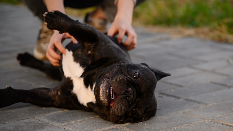 Woman scratching French bulldog's belly while they lie on the ground.