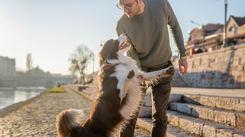 Australian shepherd standing on hind legs in front of owner outdoors