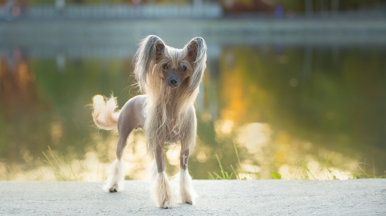 Chinese crested dog in front of a pond