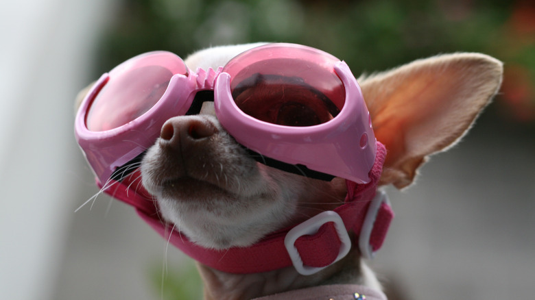 chihuahua wearing pink dog goggles