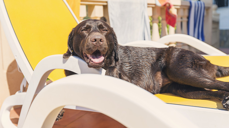 lab sunbathing in a chair