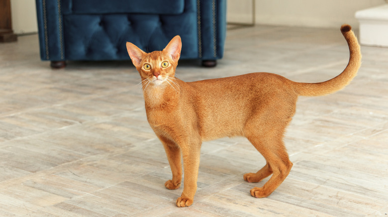 A tall and proud looking Abyssinian cat walking through a living room