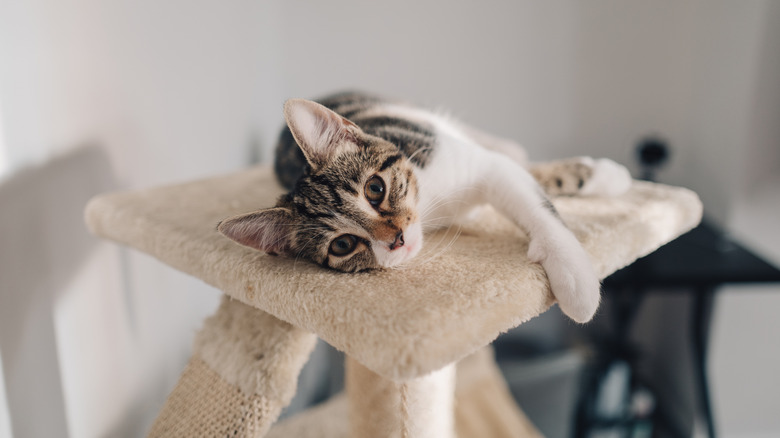 An american shortair cat resting on top of its scratch tower