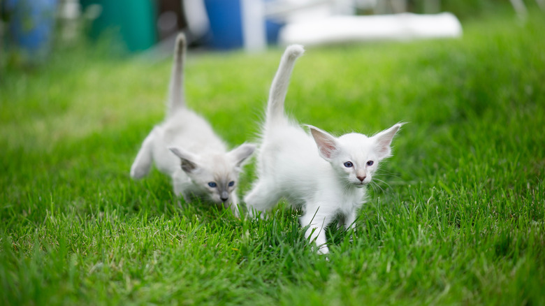 Two Balinese kittens in the grass, one following closely behind the other