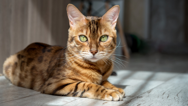 A Bengal cat relaxing by laying on the floor