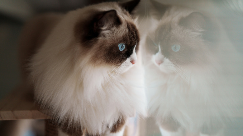 A Birman cat on a wooden shelf staring at itself in the mirror