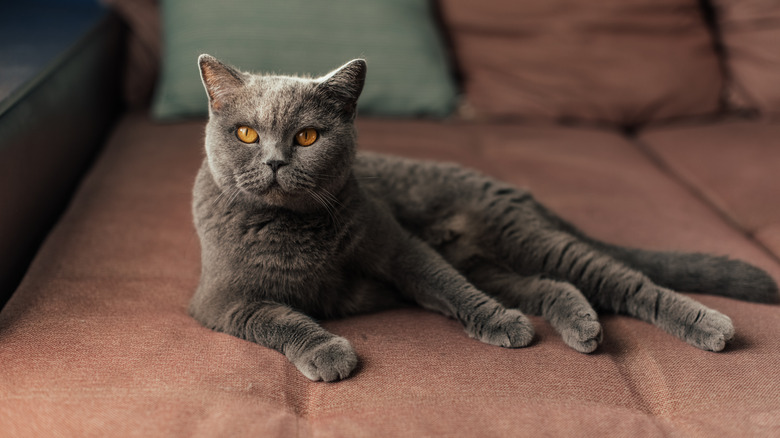 A British shorthair cat with yellow eyes lounging on a couch