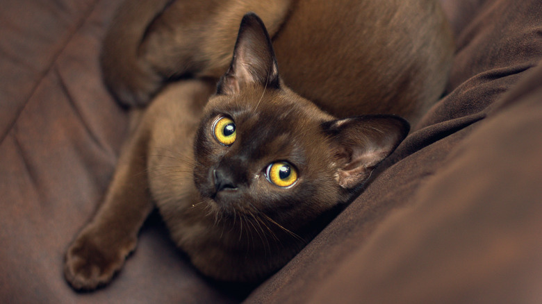 A burmese cat with stunning yellow eyes blends in with a couch