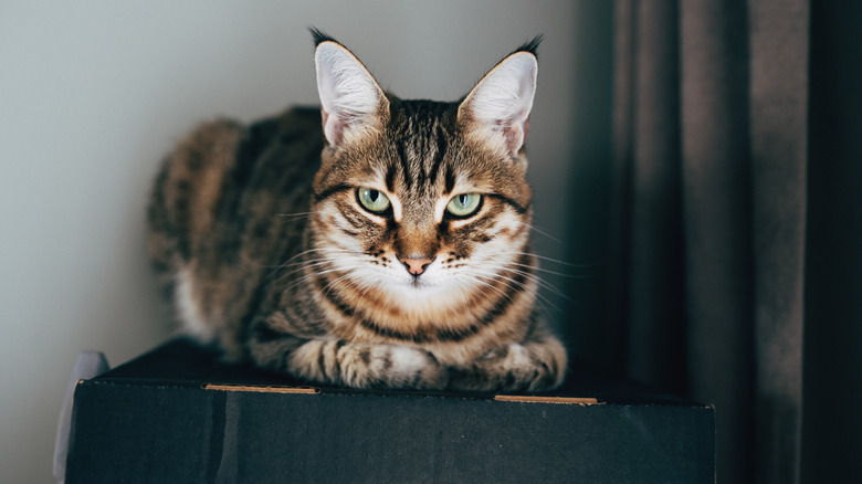 A black white and brown tabby cat sits atop a black cardboard box