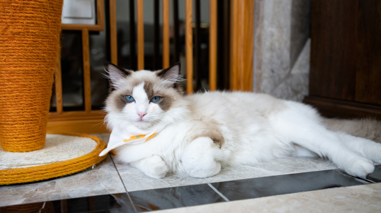 A ragdoll cat with striking eyes and a bandanna lounging beside a scratching post