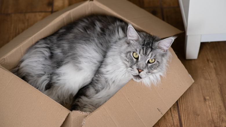 A big white and grey Maine coon cat fits itself into a cardboard bov