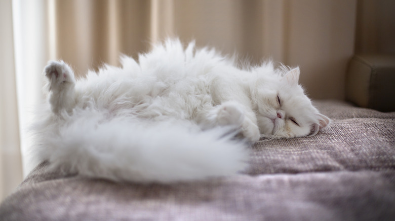 A fluffy Persian cat napping on the couch with one paw in the air