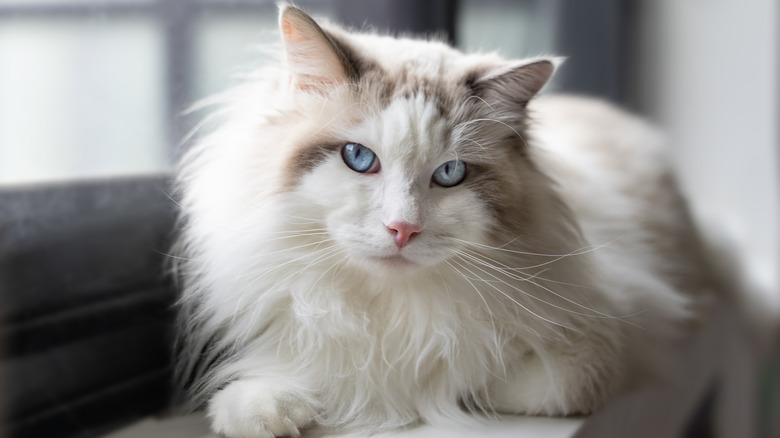 A predominately white ragdoll cat with blue yes sitting on a window sill