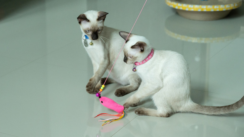 Two Siamese cats playing with a pink fishing toy