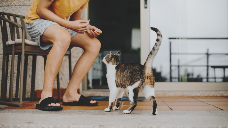 Cat about to get a treat from a man