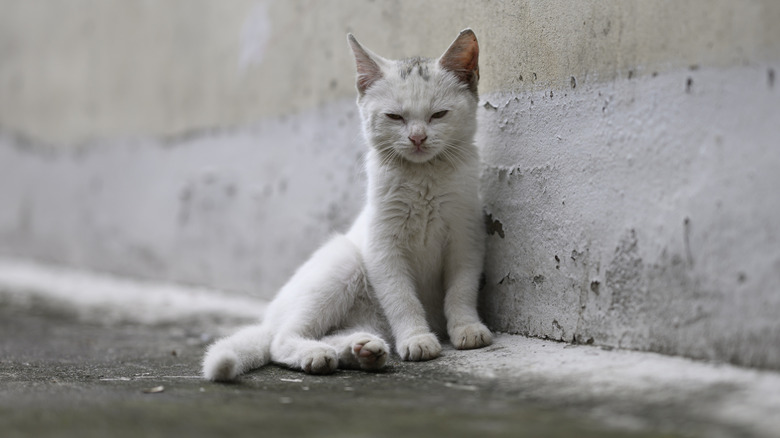 Stray cat on street looking unwell