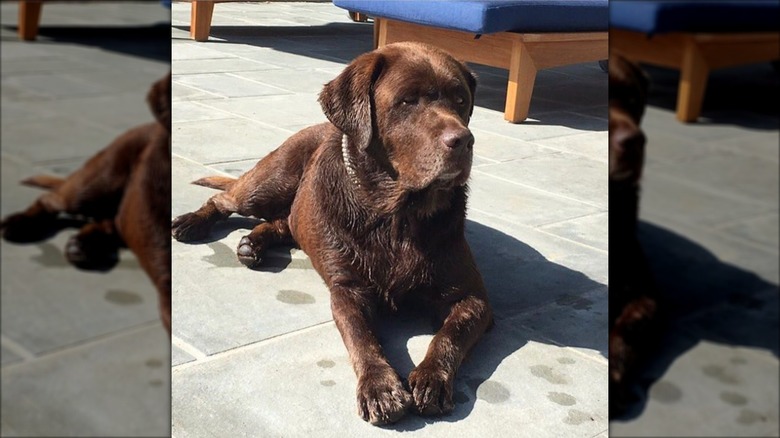 A wet Hank, Reese Witherspoon's dog, drying off on tiled floor outdoors