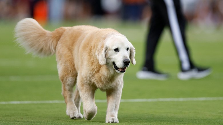 Beloved golden retriever and ESPN star Ben Herbstreit walking on the football field