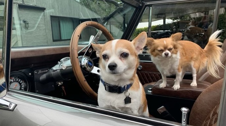 Jason Oppenheim and Mary Fitzgerald Bonnet's Chihuahua Niko peering out window on driver's side of car