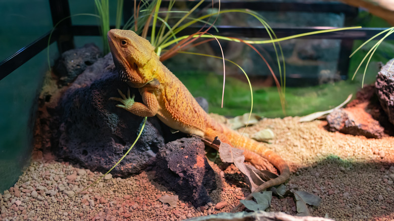 A pet chameleon in a tank