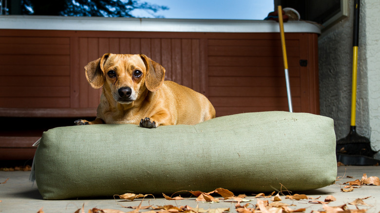 Chiweenie sits on bed