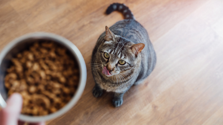 A tabby cat awaits some food