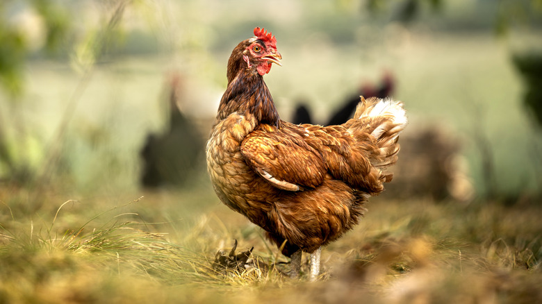 A chicken out in the yard