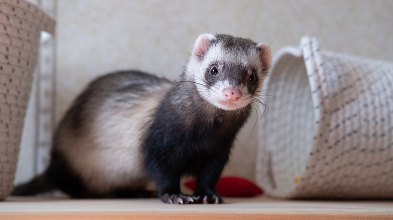 A ferret playing at home