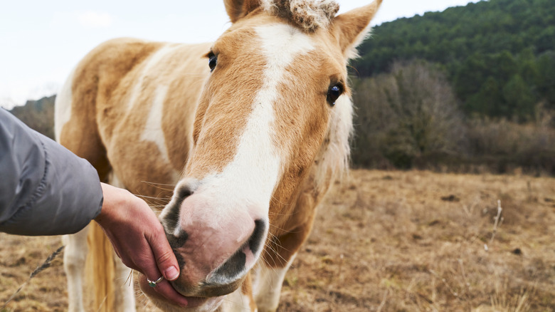 A horse being fed a snack