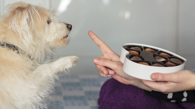 Woman telling her dog not to eat chocolates