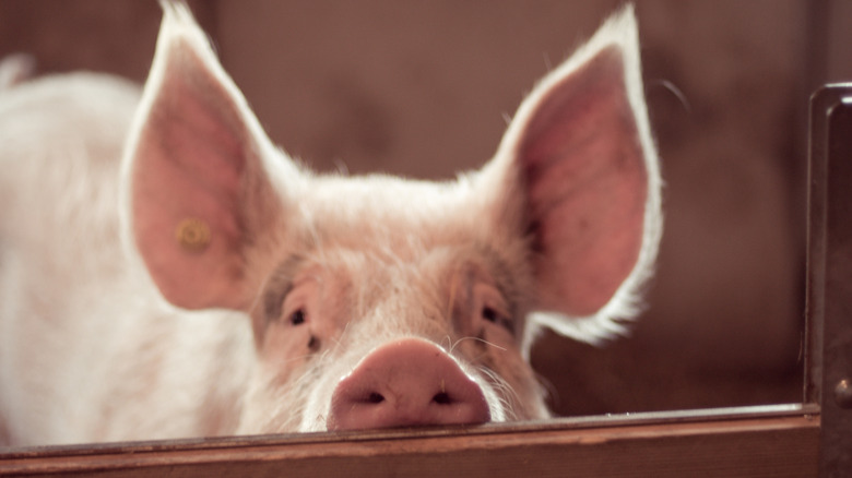 A pig looking over a fence