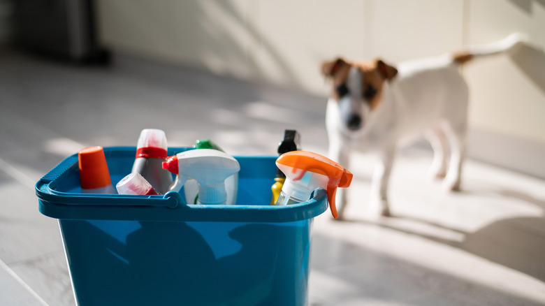 Jack Russell Terrier looking at cleaning bucket filled with household cleaning products