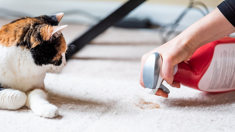 A calico cat watching a human clean a carpet stain