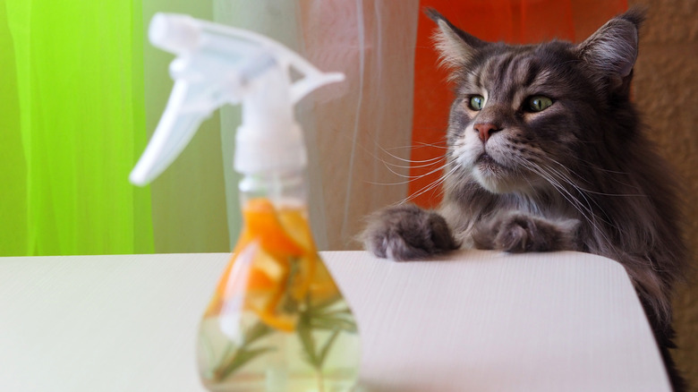 A cat curious about a bottle of eco-friendly cleanser