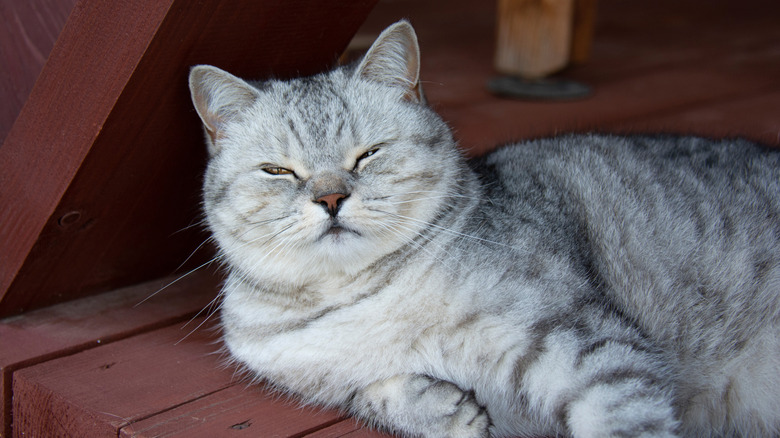 A gray cat squints while lying on a deck