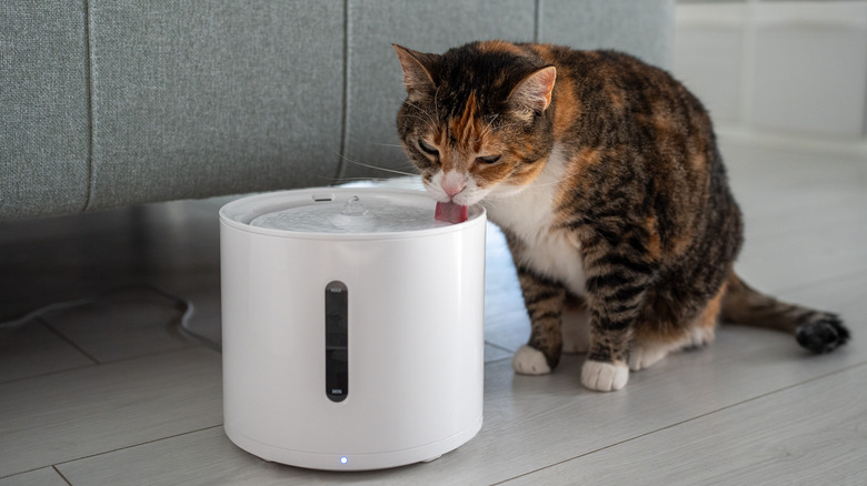 A cat drinking from a fountain.