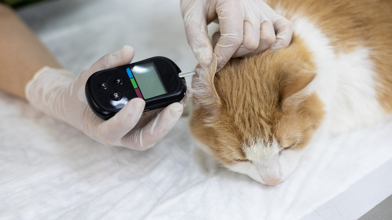 A cat getting its blood sugar measured.