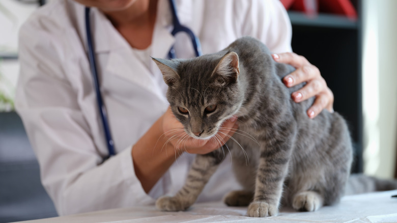 A cat being examined by a veterinarian.