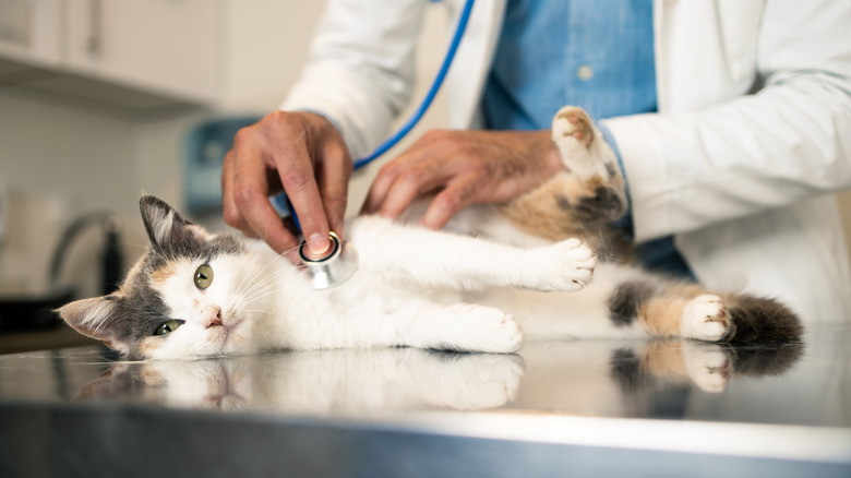 A cat having its heartbeat examined.