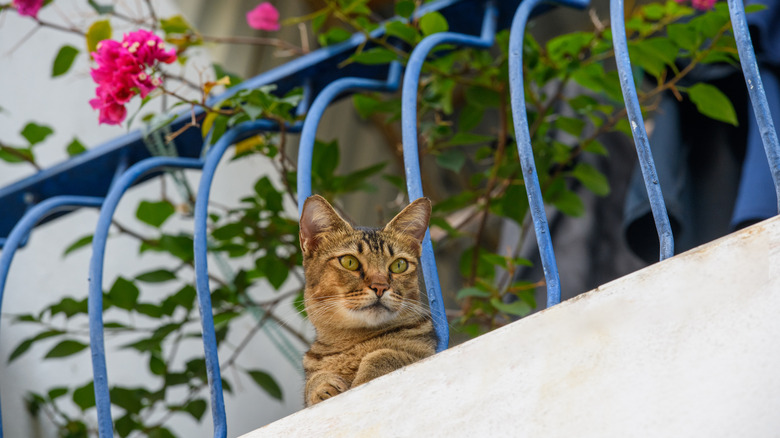 A cat peering through a balcony railing